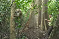 Khỉ đuôi lợn được thả về tự nhiên ở Đức Linh: Loài cực quý hiếm! 