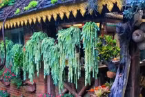 Cây cảnh chiêu tài, nghe tên đã thấy vàng ngọc ùa vào nhà 