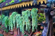 Cây cảnh chiêu tài, nghe tên đã thấy vàng ngọc ùa vào nhà 