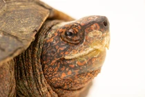 Rùa đất được giao nộp ở Bình Phước: Loài quý trong Sách Đỏ