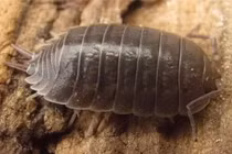 Loài côn trùng bị nhiều người ghét bất ngờ là 'kho báu' Trời ban 