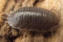 Loài côn trùng bị nhiều người ghét bất ngờ là 'kho báu' Trời ban 