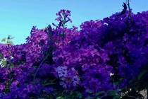 Hai loại hoa khiến rắn độc 'cao chạy xa bay', ai cũng nên trồng