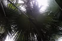 Lạ lùng loài cây nửa thế kỷ mới đơm hoa rồi... chết