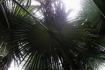 Lạ lùng loài cây nửa thế kỷ mới đơm hoa rồi... chết