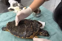Đồi mồi bị thương dạt vào bờ biển Đà Nẵng, loài quý hiếm sao? 