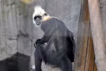 Loài voọc hiếm nhất thế giới, Việt Nam chỉ còn 90 cá thể 