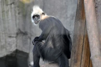 Loài voọc hiếm nhất thế giới, Việt Nam chỉ còn 90 cá thể 