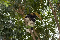  Chim hồng hoàng xuất hiện ở Biên Hòa, loài quý hiếm cỡ nào?