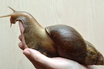 Tận mục loài vật nhiều răng nhất thế giới, Việt Nam có nhiều