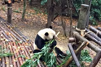 Sự thật gây sốc loài vật khiến sư tử phải 'dè chừng'