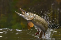 Mệnh danh 'chó điên dưới nước', quái ngư này xâm chiếm sông Hoàng Hà