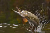 Mệnh danh 'chó điên dưới nước', quái ngư này xâm chiếm sông Hoàng Hà