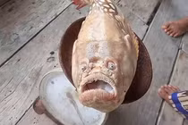 Đi đánh cá, choáng váng thấy 'quái ngư' giãy giụa liên hồi trong lưới 