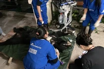 Cá thể gấu ngựa ở Lào Cai được giải cứu thành công: Loài cực hiếm! 