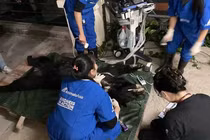 Cá thể gấu ngựa ở Lào Cai được giải cứu thành công: Loài cực hiếm! 