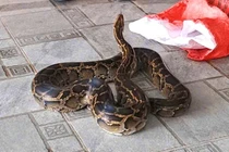 Trăn hoa 'lạc' vào vườn nhà dân ở Hà Tĩnh, loài cực quý hiếm 