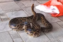 Trăn hoa 'lạc' vào vườn nhà dân ở Hà Tĩnh, loài cực quý hiếm 