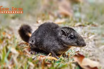 [INFOGRAPHIC] Sinh vật quý hiếm tái suất sau 11 triệu năm ‘tuyệt tích’ 