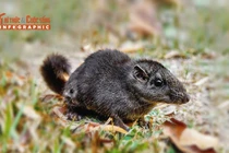 [INFOGRAPHIC] Sinh vật quý hiếm tái suất sau 11 triệu năm ‘tuyệt tích’ 