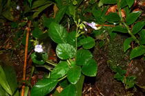 Chiêm ngưỡng loài hoa quý hiếm nhất hành tinh, chỉ Việt Nam có