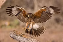 Loài chim nhỏ chỉ nặng 71 gram cả gan mổ đầu “chiến thần” diều hâu