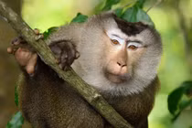 Khỉ đuôi lợn được thả về tự nhiên ở Bình Thuận, loài quý hiếm sao? 