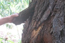 Loài cây quý hiếm nhất hành tinh, chỉ duy nhất Việt Nam sở hữu 