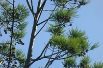 Tận mục loại gỗ 10 triệu tuổi nguy cơ tuyệt chủng ở Việt Nam