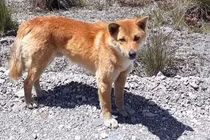  Loài chó quý hiếm ngỡ tuyệt chủng, bất ngờ tái xuất sau 50 năm 