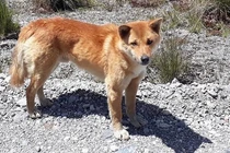  Loài chó quý hiếm ngỡ tuyệt chủng, bất ngờ tái xuất sau 50 năm 