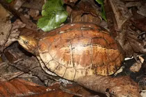 Rùa hộp trán vàng được nhặt trên đường ở Quảng Nam: Loài cực quý hiếm! 