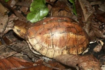 Rùa hộp trán vàng được nhặt trên đường ở Quảng Nam: Loài cực quý hiếm! 