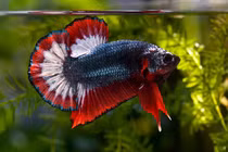 Loài cá chọi đắt bậc nhất hành tinh: Việt Nam không thiếu! 