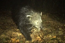 Cầy mực lần đầu tiên xuất hiện tại Quảng Bình: Loài cực quý hiếm! 