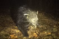 Cầy mực lần đầu tiên xuất hiện tại Quảng Bình: Loài cực quý hiếm! 