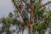 'Thần điểu' nửa thế kỷ tuyệt tích, bỗng dưng tái xuất bất ngờ 