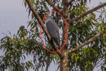 'Thần điểu' nửa thế kỷ tuyệt tích, bỗng dưng tái xuất bất ngờ 