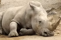 Loài động vật sở hữu thứ 'quý hiếm hơn vàng', từng hiện diện ở Việt Nam