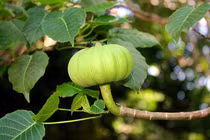 Loài cây cực độc, được mô tả như một bộ "áo giáp" không thể xuyên thủng