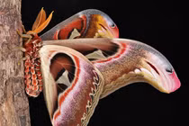 Tận mục loài bướm lớn nhất thế giới, có trong Sách Đỏ Việt Nam 