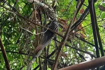 Đang đi rẫy, bất ngờ nhặt được động vật "quý như vàng" trong Sách Đỏ