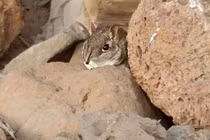 Loài 'voi' mini tái xuất sau nửa thế kỷ biệt tích