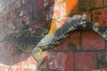 Cá sấu gần 100kg lọt lưới ngư dân ở Bạc Liêu, loài quý hiếm sao? 