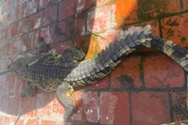 Cá sấu gần 100kg lọt lưới ngư dân ở Bạc Liêu, loài quý hiếm sao? 