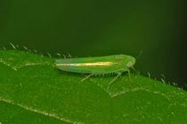 Loài cây kỳ lạ, bị sâu cắn thành 'đặc sản', Việt Nam cũng sở hữu