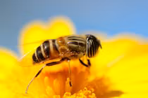 Top loài vật có “của quý” kỳ lạ nhất hành tinh