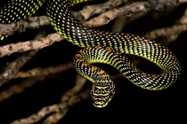 Kinh ngạc loài rắn bay độc lạ nhất hành tinh, Việt Nam không thiếu