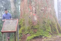 'Thần mộc' khổng lồ 1.500 tuổi, quý hiếm nhất Việt Nam
