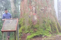 'Thần mộc' khổng lồ 1.500 tuổi, quý hiếm nhất Việt Nam